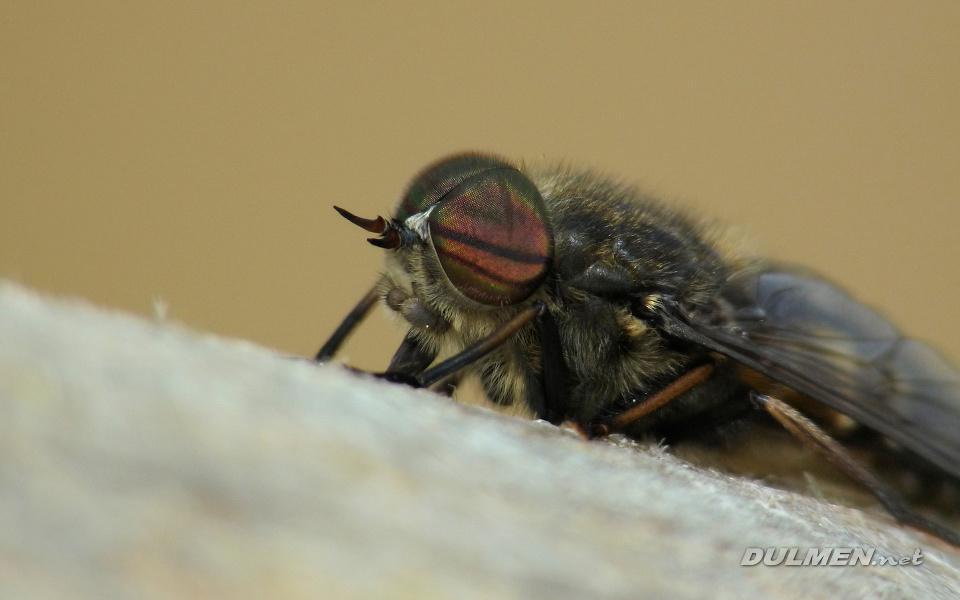 Giant Horse-fly (Male, Tabanus bovinus)